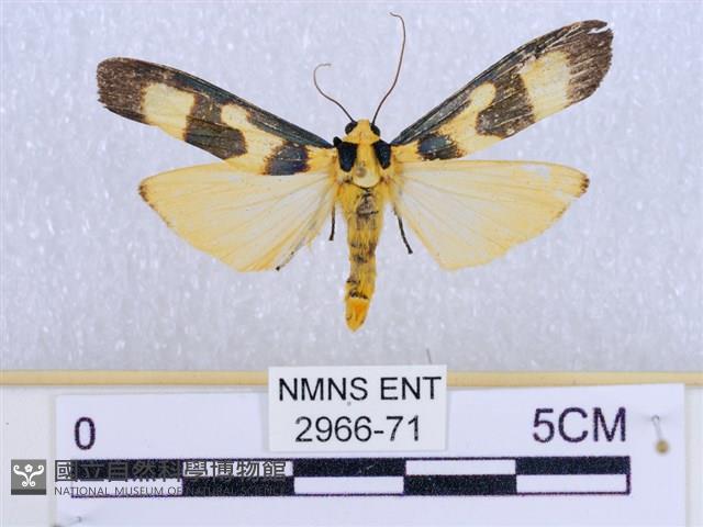 閃光苔蛾藏品圖，第1張