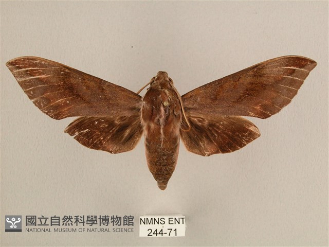 背中白天蛾藏品圖，第1張