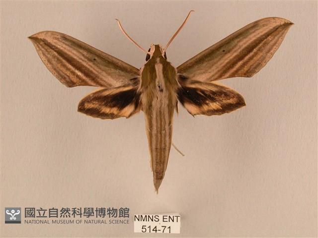 棕綠背線天蛾藏品圖，第1張
