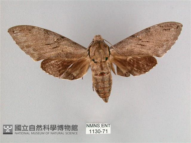 細斜紋霜天蛾藏品圖，第1張