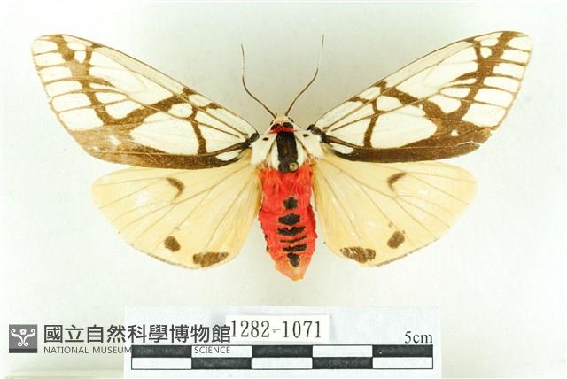 乳白斑燈蛾藏品圖，第1張