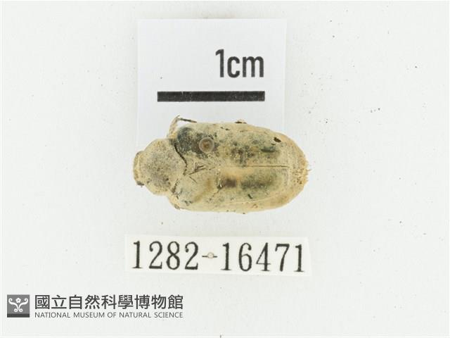 黑斑陷紋金龜藏品圖，第1張