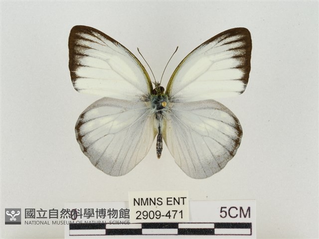 淡褐脈粉蝶藏品圖，第1張