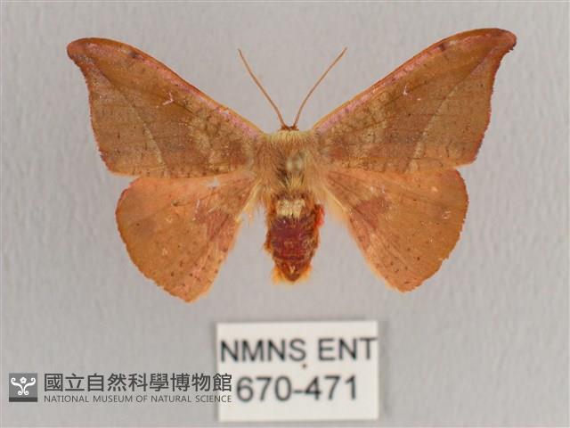 銀端帶鉤蛾藏品圖，第1張