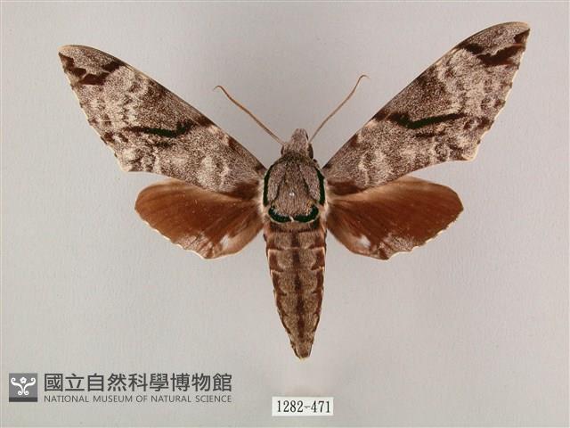 粗斜紋天蛾藏品圖，第1張