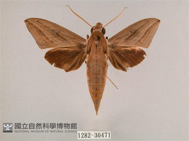 直翅斜紋天蛾藏品圖，第1張