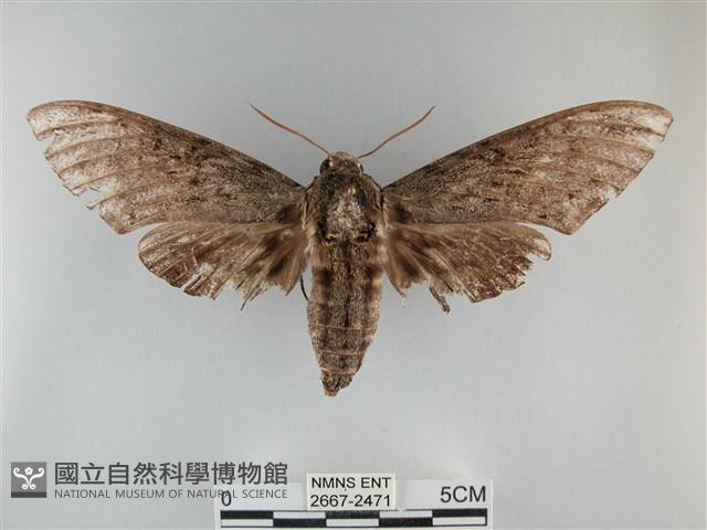 霜天蛾藏品圖，第1張