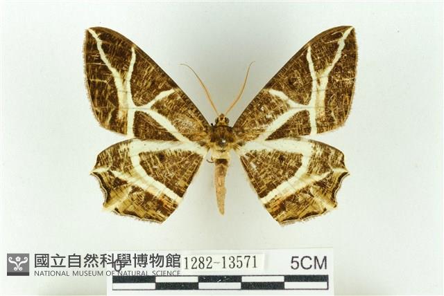 樹形尺蛾藏品圖，第1張