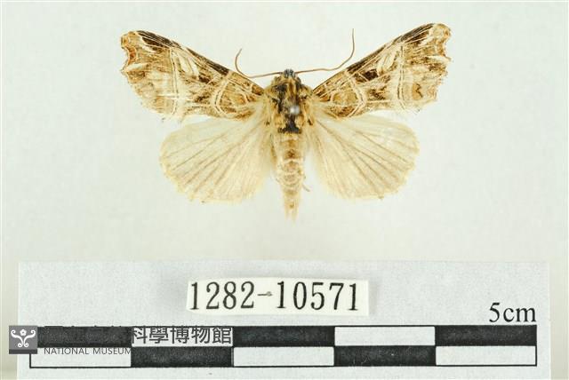 紅暈散紋夜蛾藏品圖，第1張