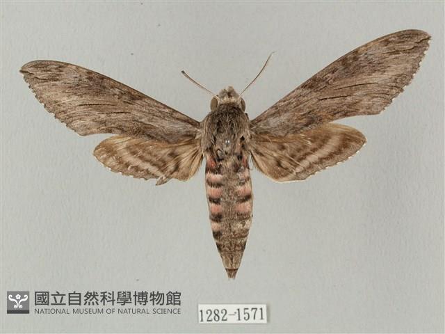 蝦殼天蛾藏品圖，第1張