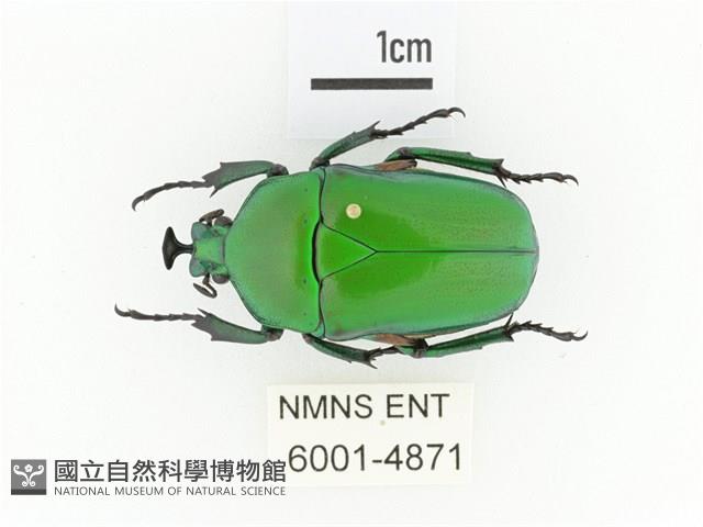 臺灣扇角金龜藏品圖，第1張