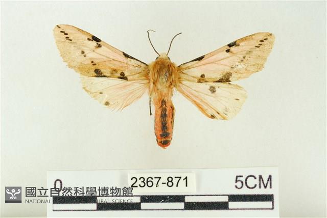 棍棒污燈蛾藏品圖，第1張