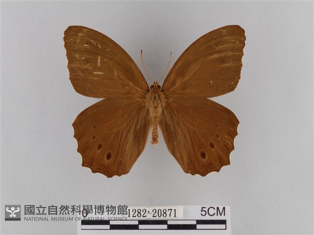 褐翅蔭眼蝶藏品圖，第1張
