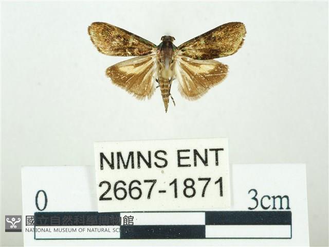 叉紋閃舞蛾藏品圖，第1張