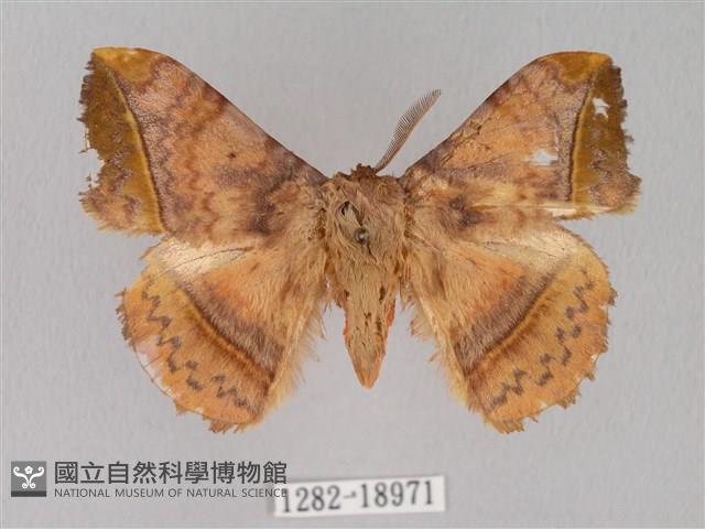 阿里山絨帶蛾藏品圖，第1張