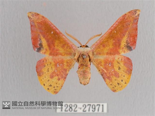 鉛斑帶鉤蛾藏品圖，第1張