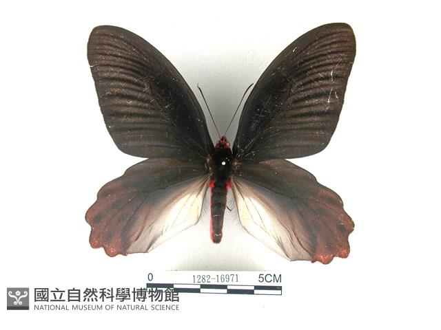 曙鳳蝶藏品圖，第1張