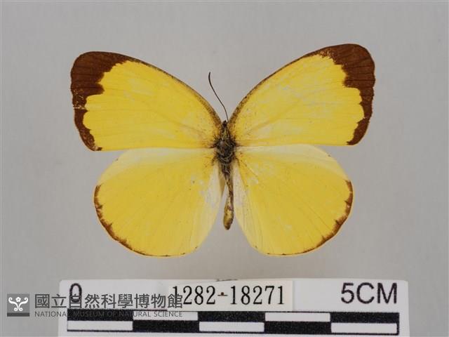 亮色黃蝶藏品圖，第1張