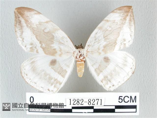 圓翅大鉤蛾藏品圖，第1張