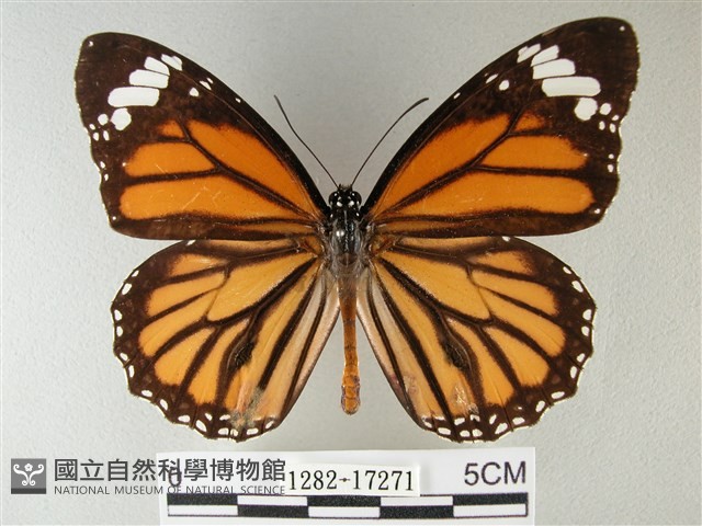 黑脈樺斑蝶藏品圖，第1張