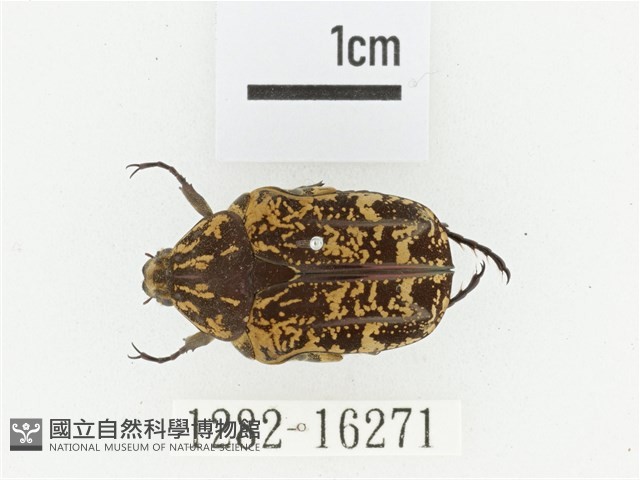 蘭嶼銅點花金龜藏品圖，第1張