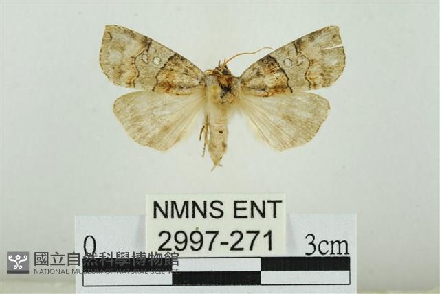 遠藤氏波紋蛾藏品圖，第1張
