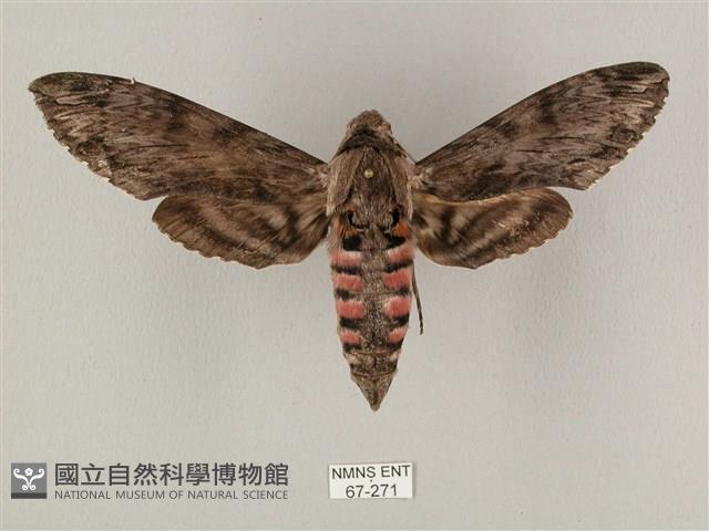 蝦殼天蛾藏品圖，第1張