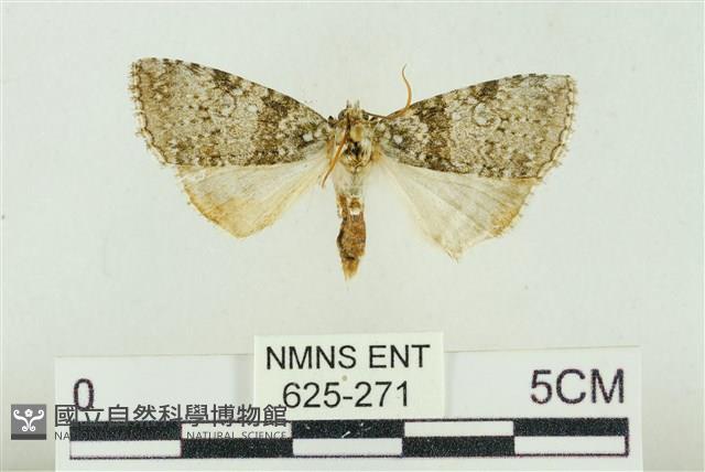 臺灣銀斑異波紋蛾藏品圖，第1張