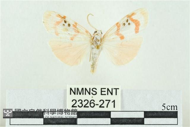 臺雪苔蛾藏品圖，第1張