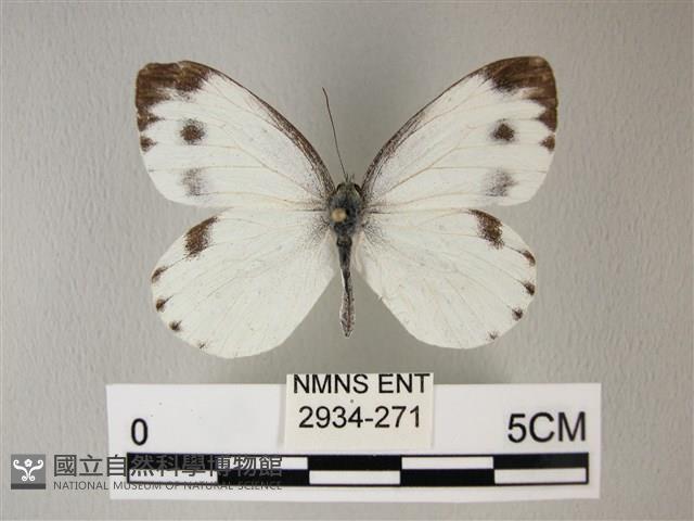 緣點白粉蝶藏品圖，第1張