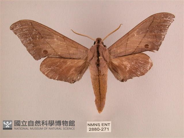 直翅六點天蛾藏品圖，第1張