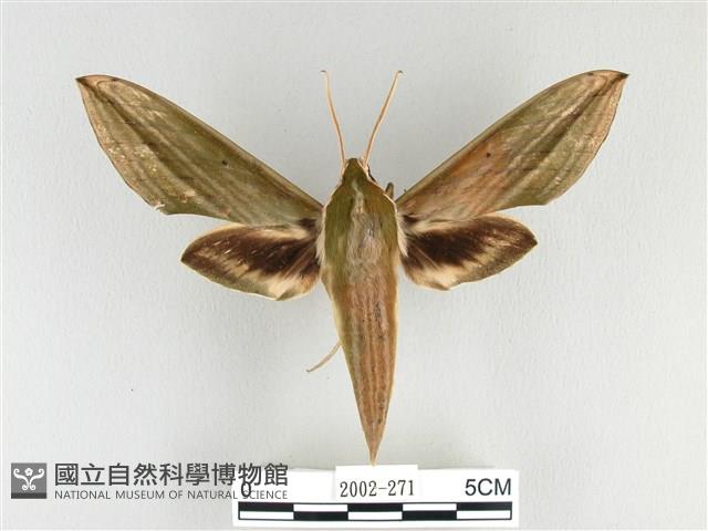 泛綠背線天蛾藏品圖，第1張