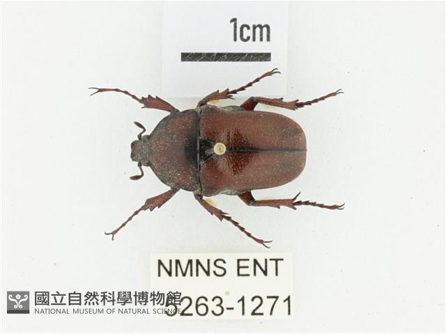 曹德褐騷金龜藏品圖，第1張