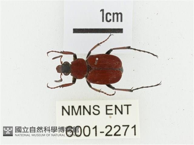 血紅虎斑花金龜藏品圖，第1張