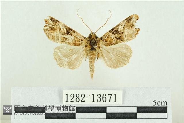 紅暈散紋夜蛾藏品圖，第1張