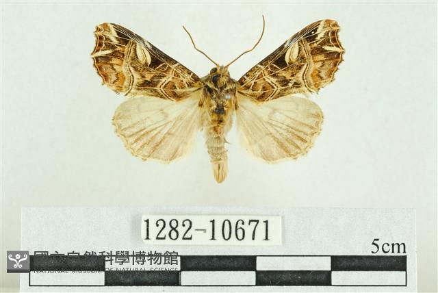 紅暈散紋夜蛾藏品圖，第1張