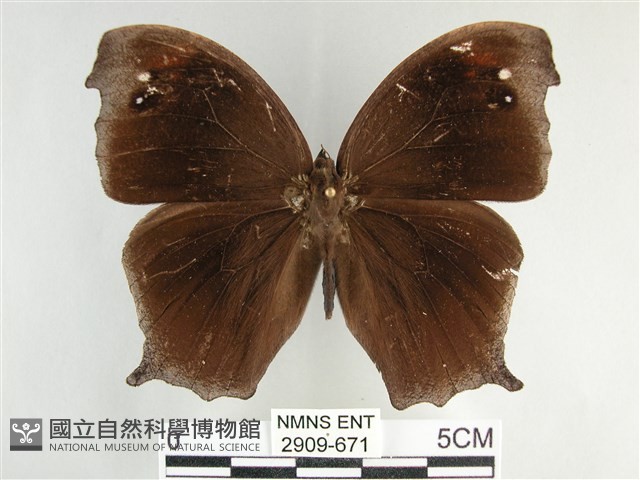 森林暮眼蝶、黑樹蔭蝶藏品圖，第1張