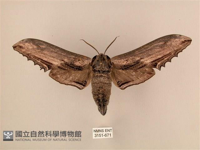 臺灣鋸翅天蛾藏品圖，第1張
