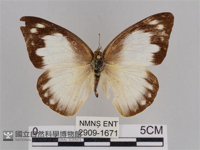 尖翅尖粉蝶藏品圖，第1張