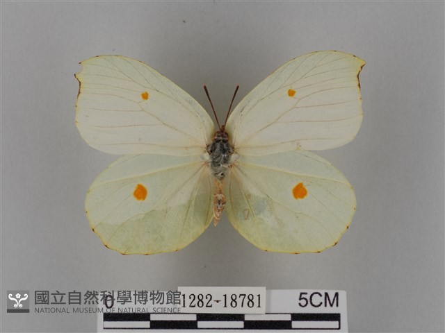 圓翅鉤粉蝶藏品圖，第1張