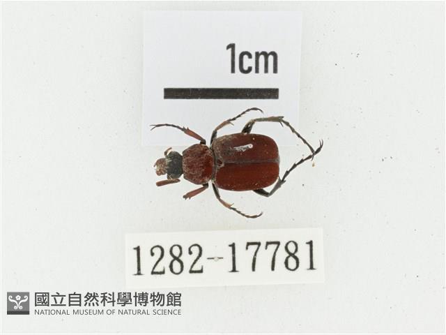 血紅虎斑花金龜藏品圖，第1張