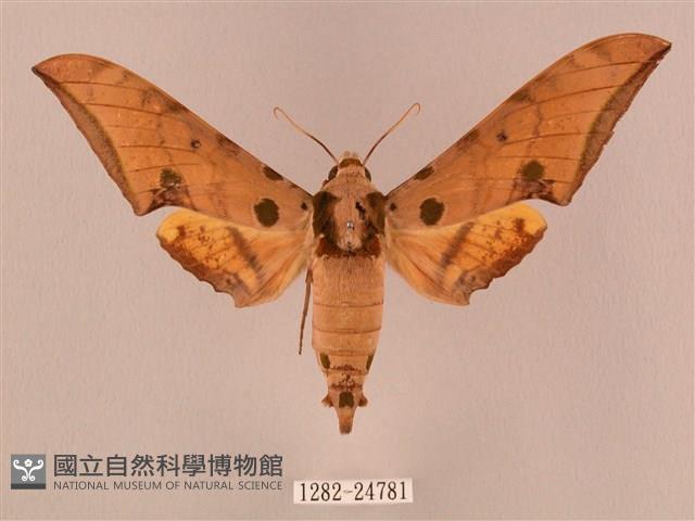 裂斑鷹翅天蛾藏品圖，第1張