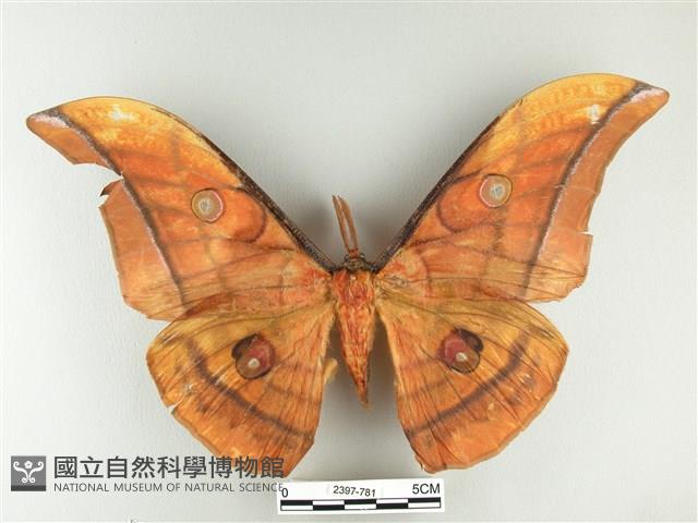 大透目天蠶蛾藏品圖，第1張