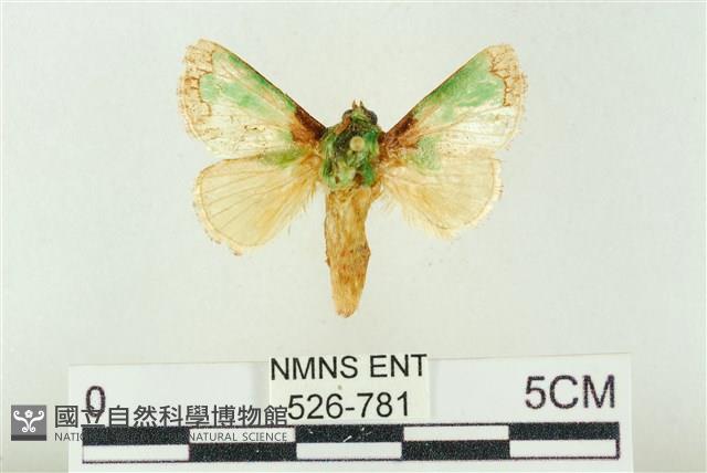 基褐綠刺蛾藏品圖，第1張