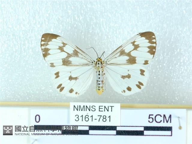 粉蝶燈蛾藏品圖，第1張