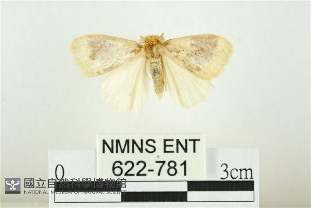 寬紋黃毒蛾藏品圖，第1張