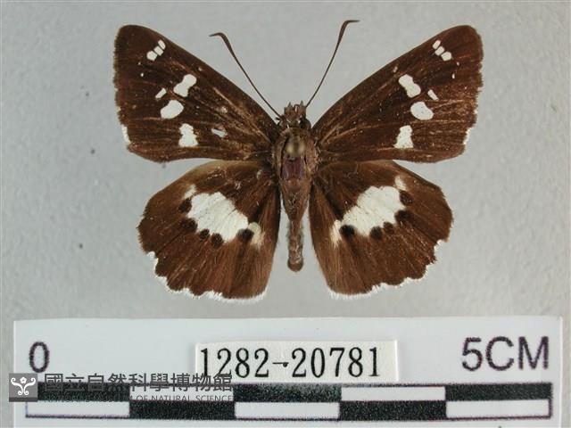 玉帶弄蝶藏品圖，第1張