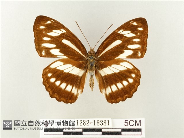 寬帶線蛺蝶藏品圖，第1張