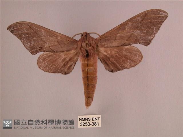 直翅六點天蛾藏品圖，第1張