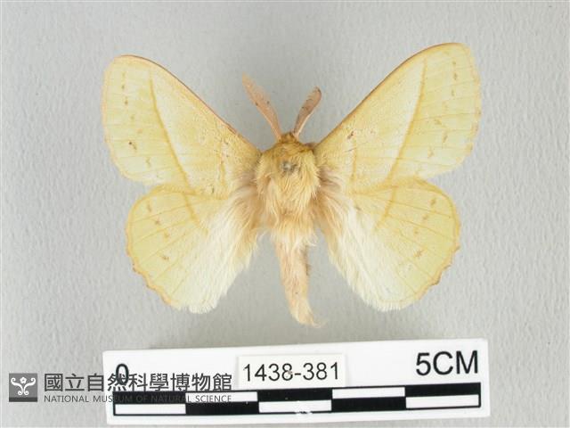 青枯葉蛾藏品圖，第1張